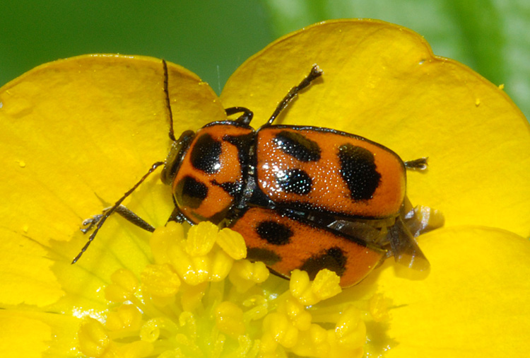 Cryptocephalus sexpunctatus